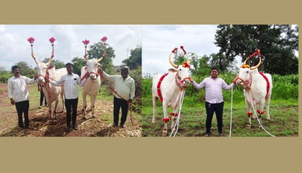 आषाढी वारी २०२५: घुंडरे कुटुंबाला माऊलींच्या पालखी रथासाठी बैलजोडीचा मान, सोमवारी राज्यमंत्र्यांच्या हस्ते पूजन