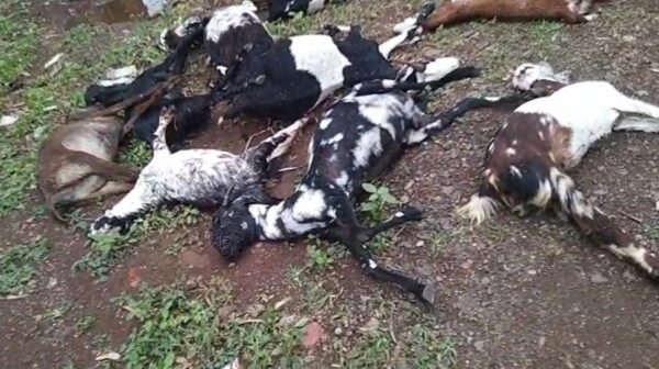 आळंदीजवळील धानोरेत विषारी सांडपाण्यामुळे ३२ शेळ्या-मेंढ्यांचा मृत्यू, धनगर कुटुंबावर आर्थिक संकट
